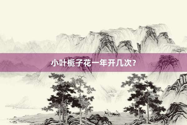 小叶栀子花一年开几次?